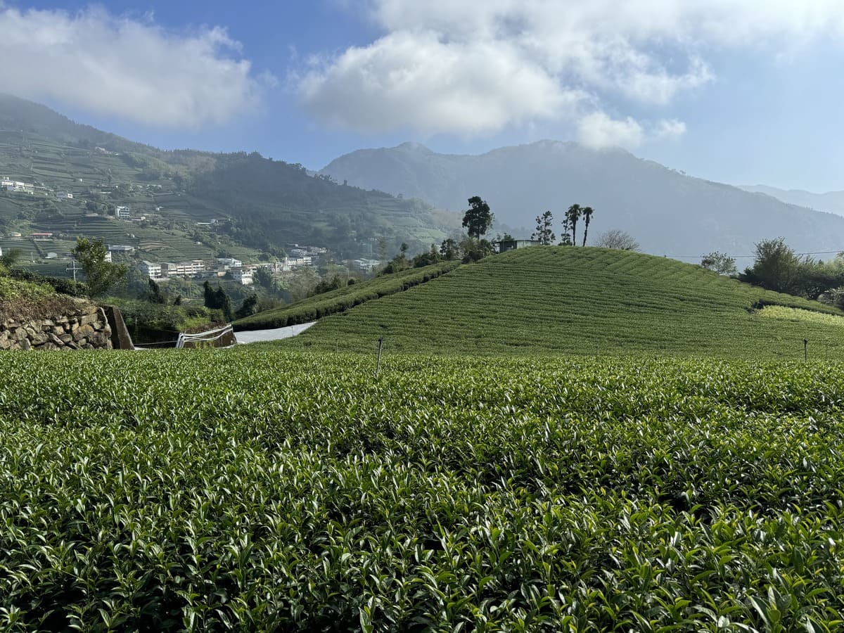 阿里山茶园