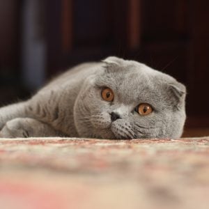 苏格兰折耳猫（Scottish Fold）