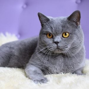 英国短毛猫（ British Shorthair）