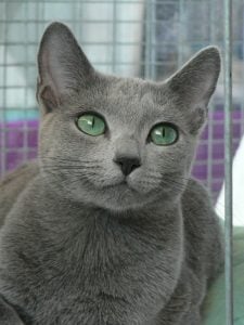 俄罗斯蓝猫（Russian Blue）