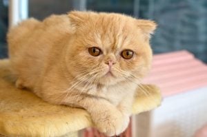 异国短毛猫（Exotic Shorthair）