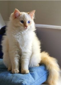 布偶猫（Ragdoll）