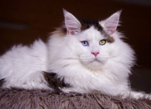 缅因猫（Maine Coon）