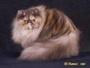 波斯猫（Persian）