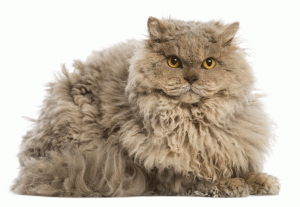 塞尔基尔雷克斯猫(Selkirk Rex)
