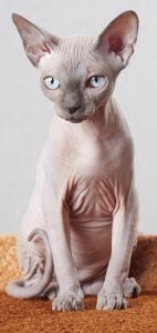 斯芬克斯猫（Sphynx）
