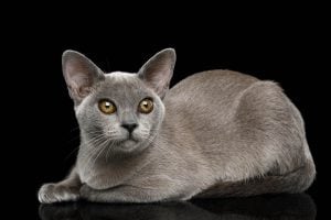 缅甸猫（Burmese）