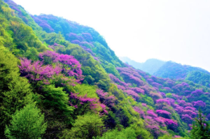 陕西,西安,紫荆花,西寺沟,赏花,失踪,失联,神秘事件,结界