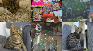 Lucky Cat Cafe布里斯本