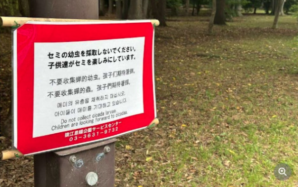 中国人,日本,公园,幼蝉,中日冲突,知了猴