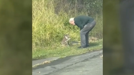 老司机救考拉