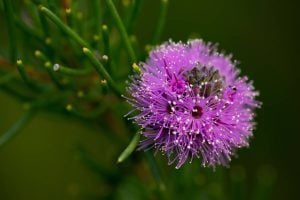 Ku-ring-gai Wildflower Garden