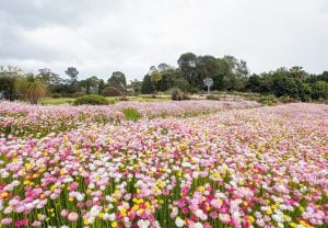 安南山植物園