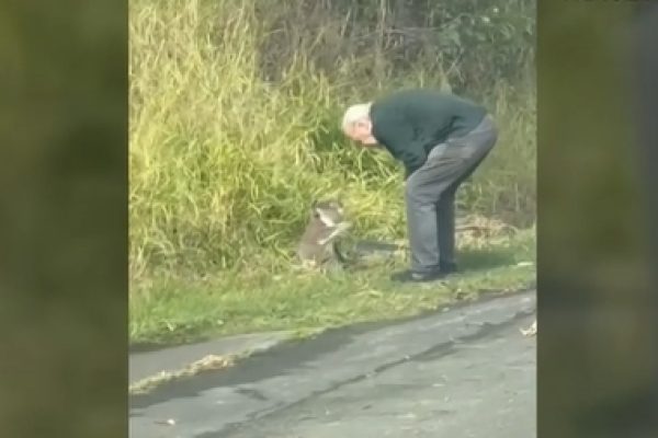 老司機救考拉