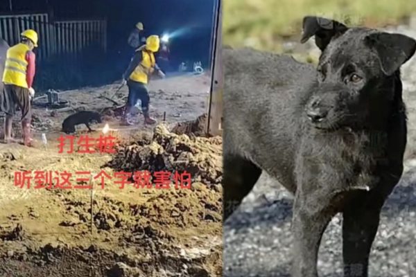 2025年8月12日，中共國企中鐵二十五局在廣州一工地活埋小狗，「打生樁」。（視頻擷圖）