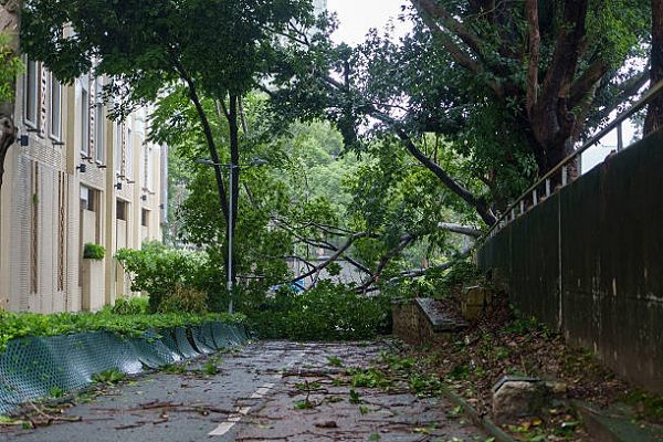 中度颱風薇帕7月20日襲擊香港，港府累計接獲363起路樹倒塌通報。（YAN ZHAO/AFP via Getty Images）