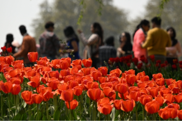 2025年4月7日，印度斯利那加英迪拉甘地紀念鬱金香花園裡的鬱金香開放，吸引大批遊客前來賞花踏春。(Tauseef Mustafa/AFP via Getty Images)