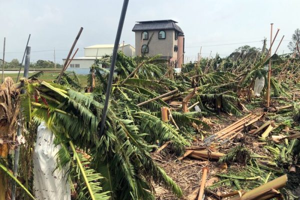 台风丹娜丝造成嘉义县温网室农作严重灾害，香蕉园的香蕉在强风吹袭下，几乎都被拦腰折断。（中央社）