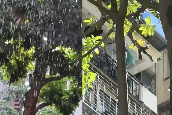 上海居民反映行人道旁的路樹不斷有蟬尿出現。（網路圖片）