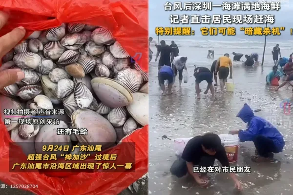 廣東汕尾一沙灘在颱風「樺加沙」掃過後，出現許多海產，吸引不少市民前去撿拾。（網路圖片合成）