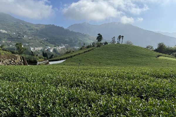 阿里山茶园