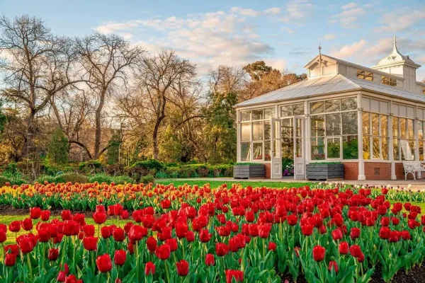 Bendigo Tulips at the Conservatory Gardens