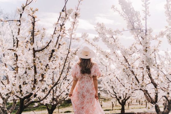 CherryHill Orchards