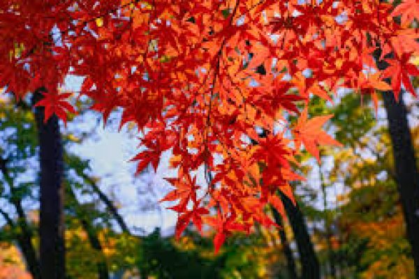 秋天的枫叶（图片来源：unsplash）
