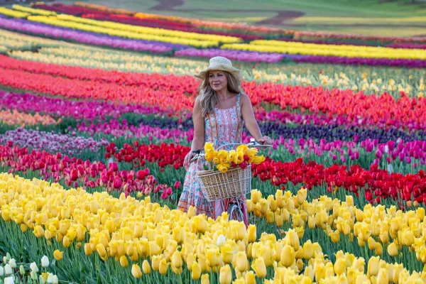 Tesselaar Tulip Festival
