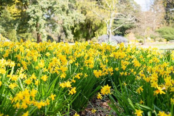 Kyneton水仙花与艺术节