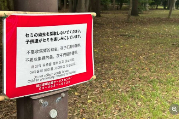 中國人,日本,公園,幼蟬,中日衝突,知了猴
